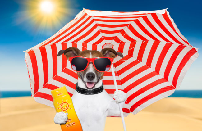 uv safety month Funny photo of dog in the sun with sunscreen